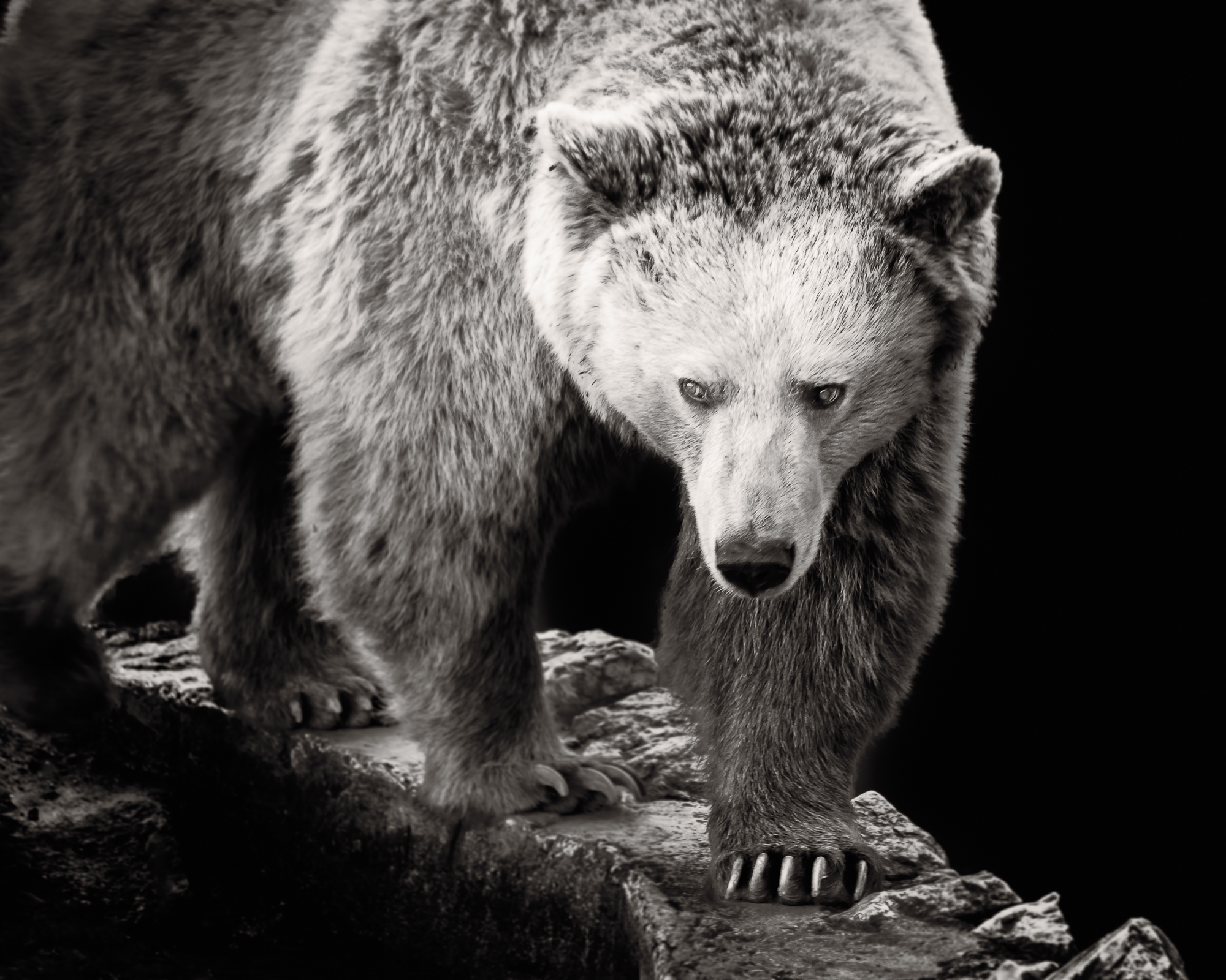 Brown bear.jpg