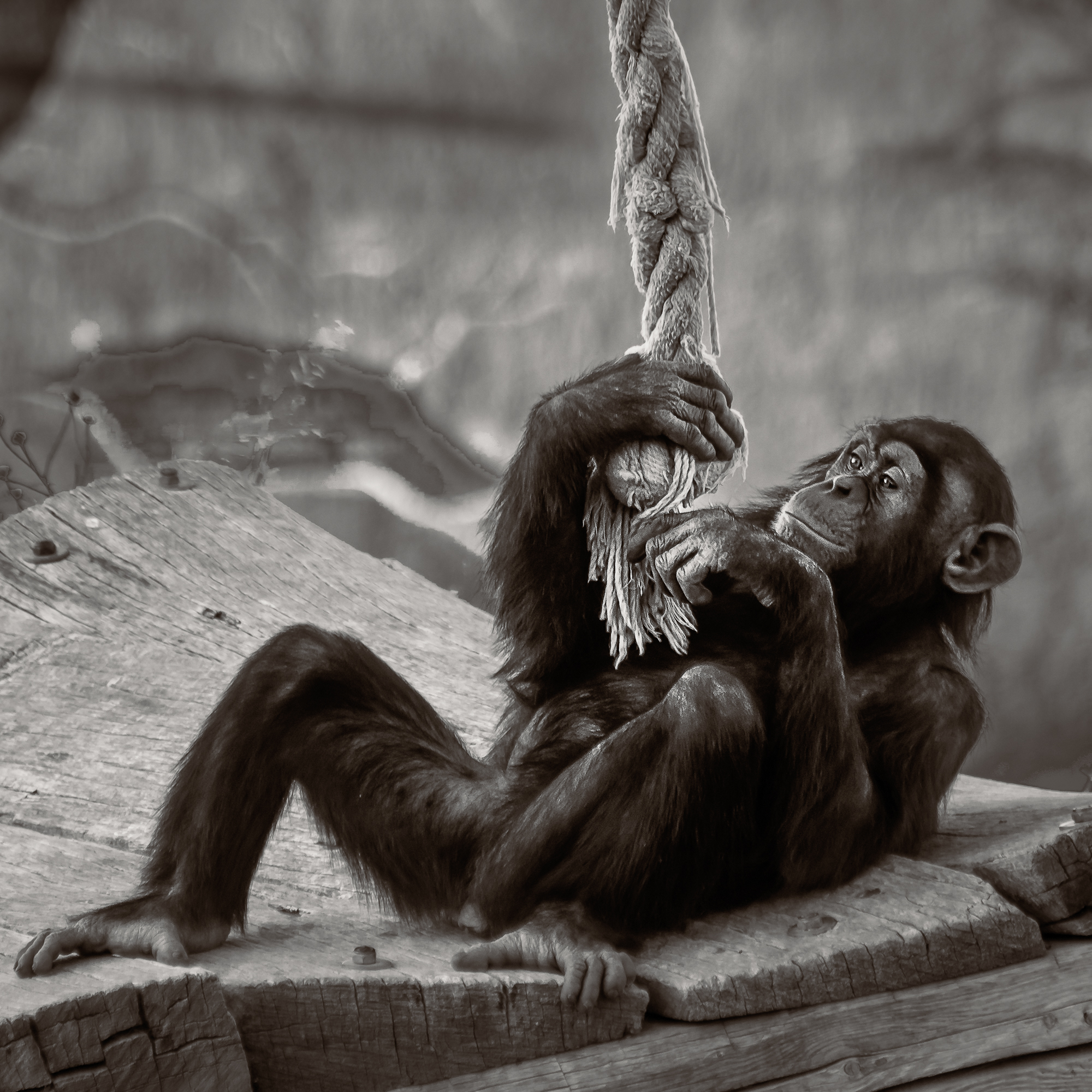 Chimp playing.jpg