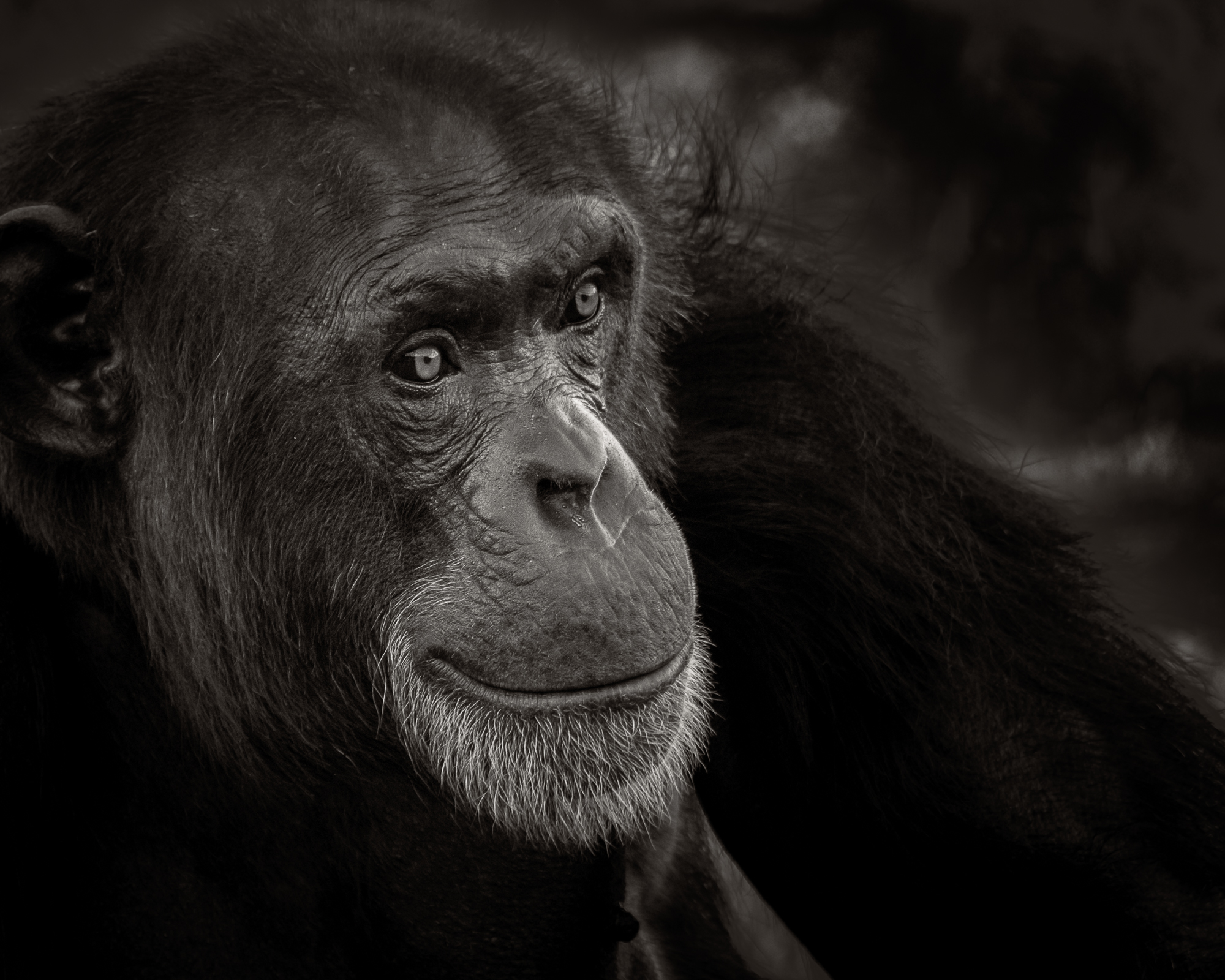 Chimp-II.jpg