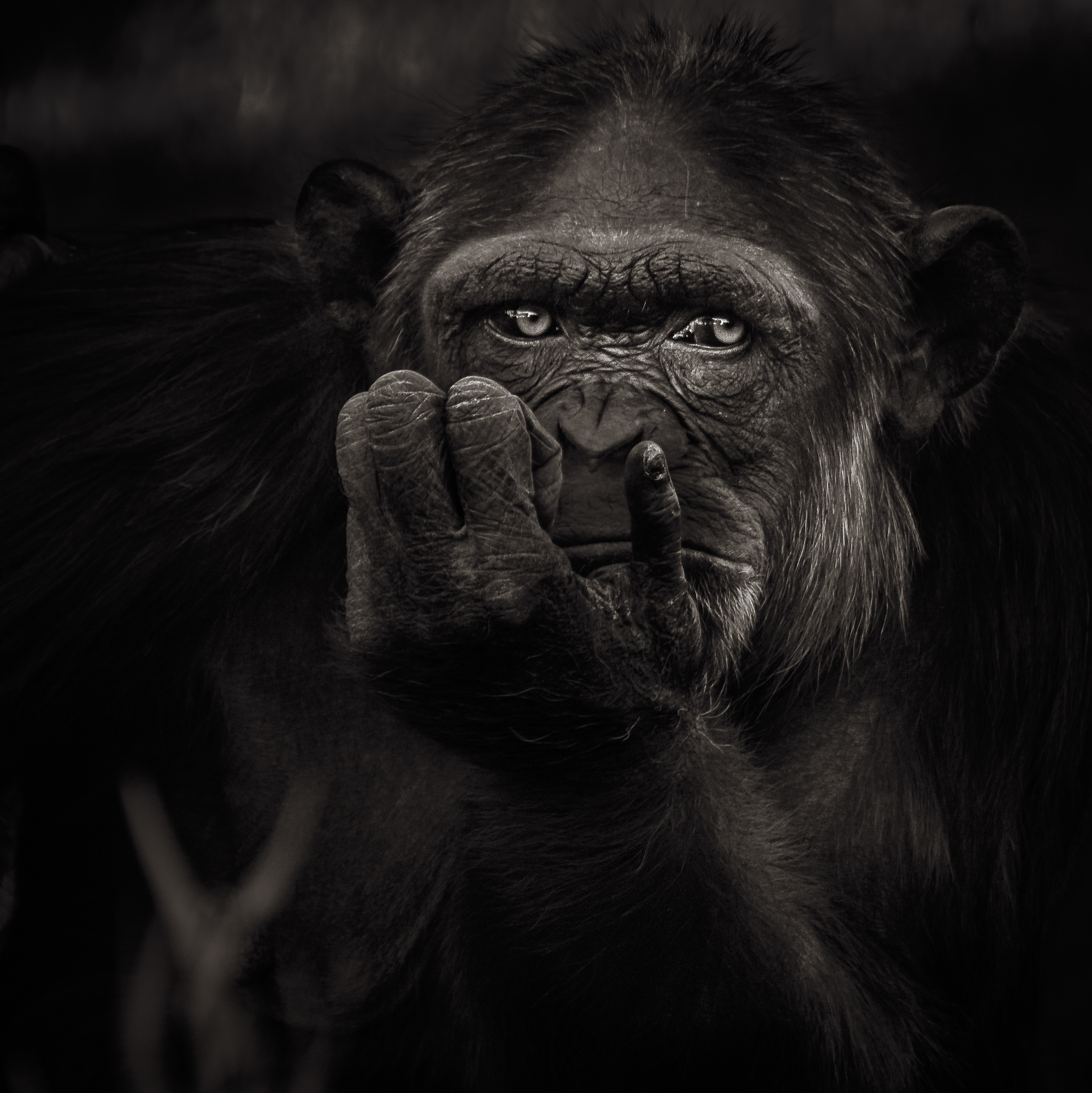 Chimp-thinking.jpg