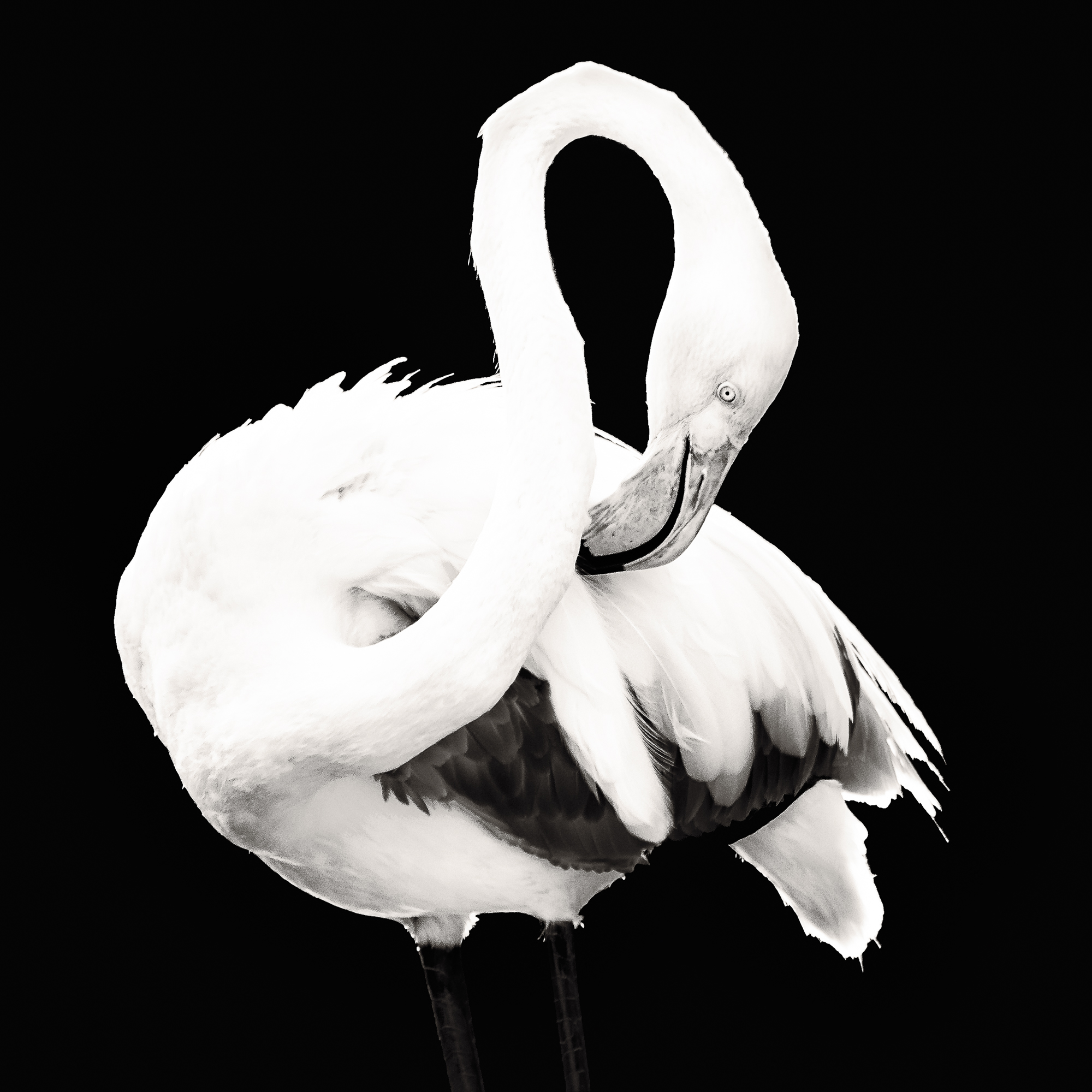 Flamingo.jpg