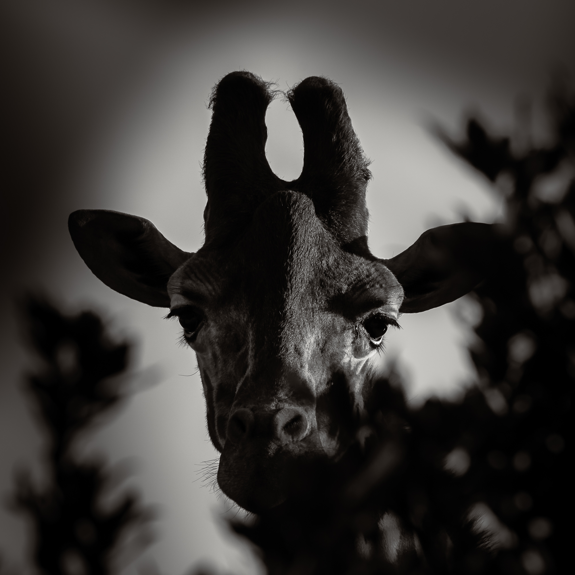 Giraffe I.jpg