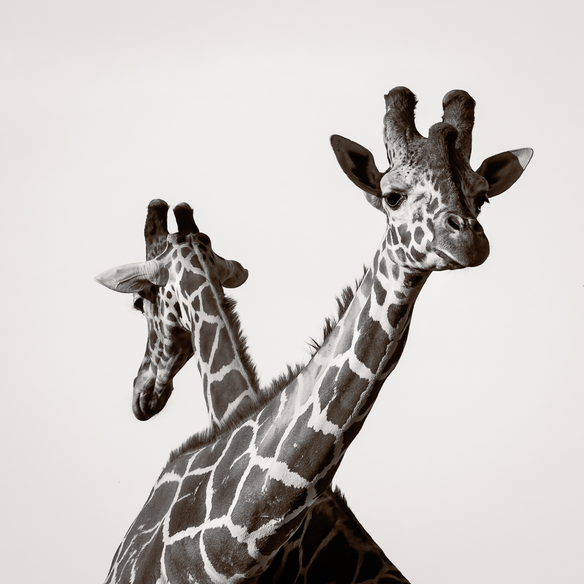 Giraffes IV.jpg
