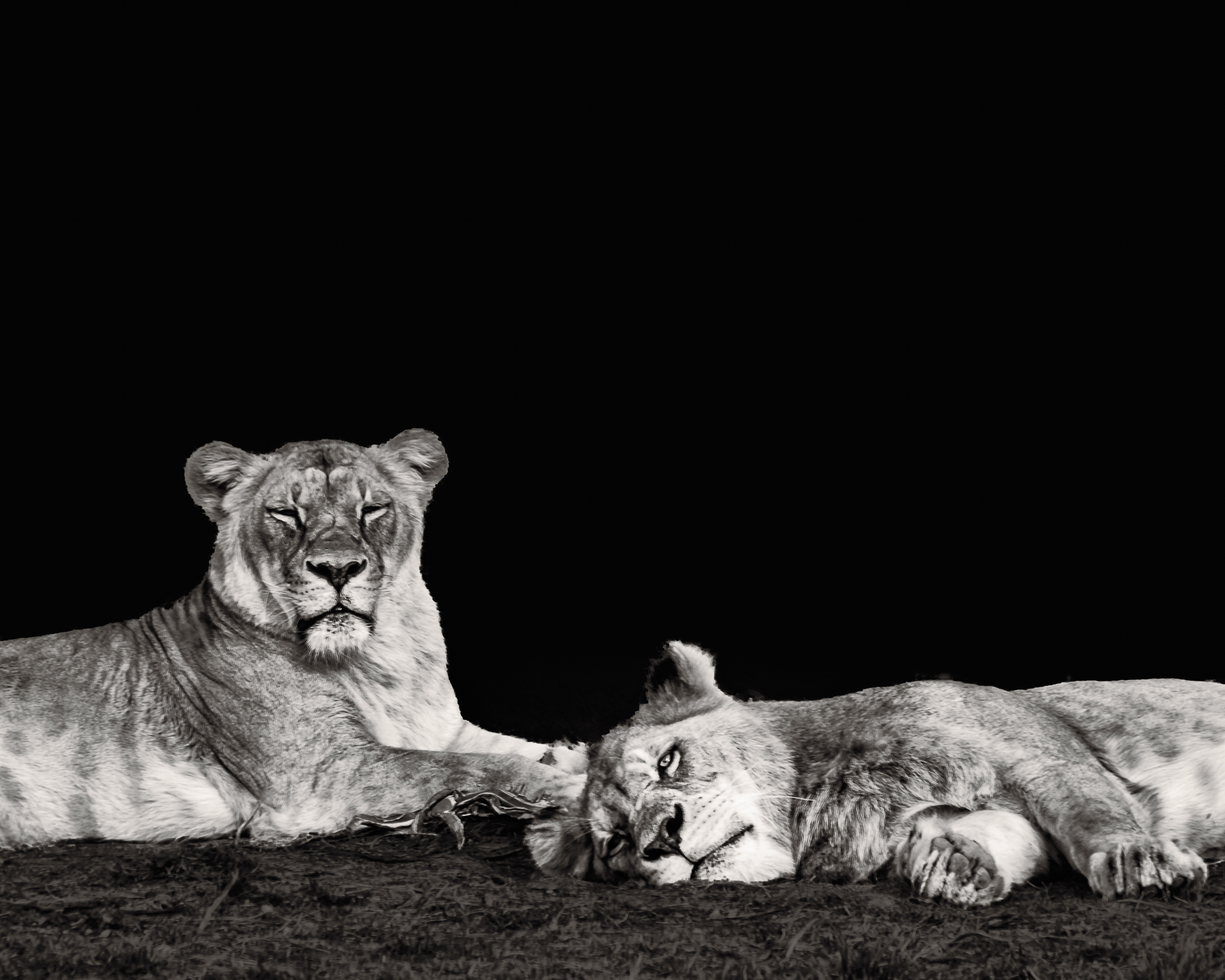 Lions.jpg