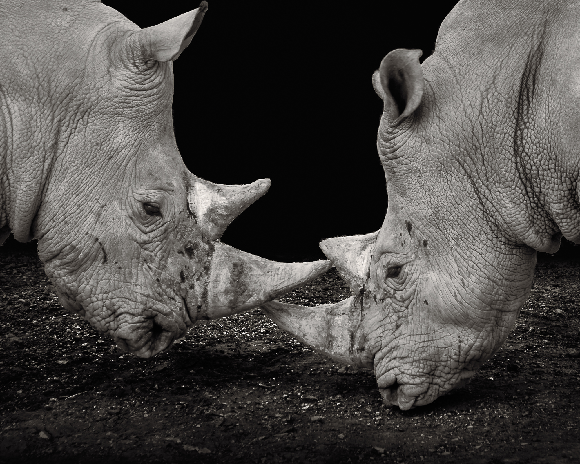 Rhinos.jpg