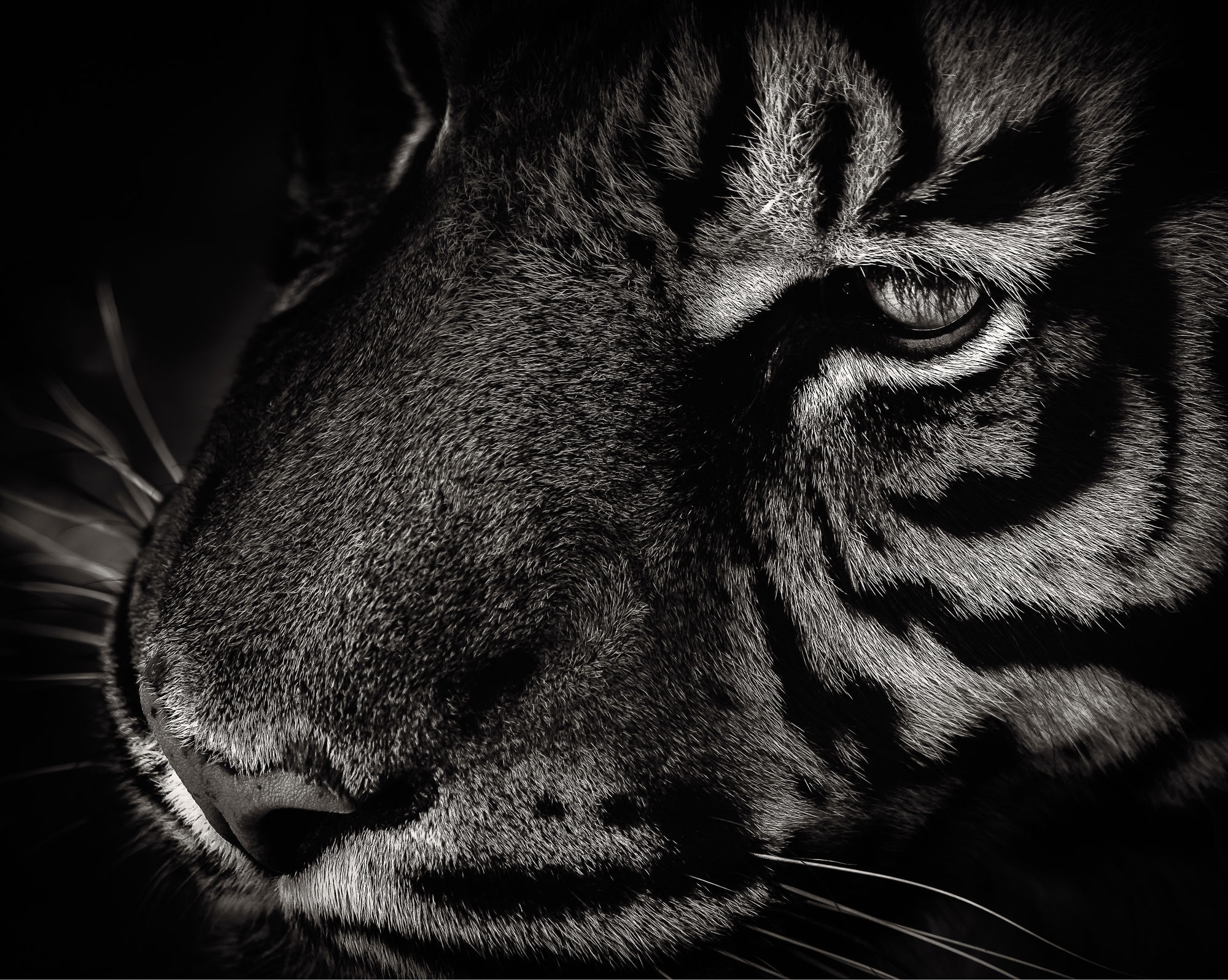 Sumantran tiger I.jpg