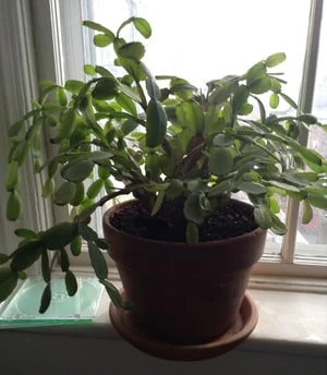New Song - Christmas Cactus