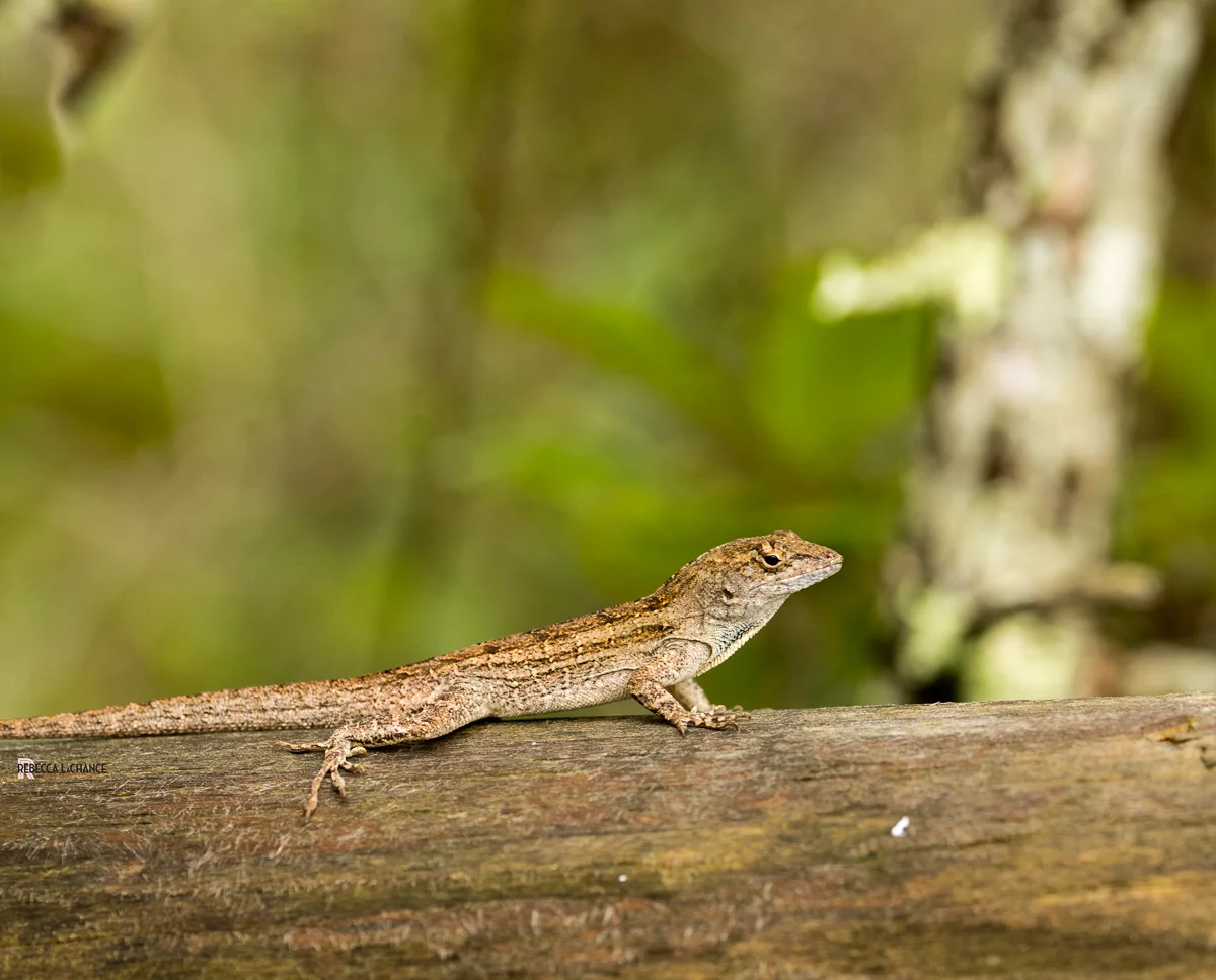 This little guy was the only wildlife we saw in the conservation park. It seemed all the critters had scampered for cover from all the rains. "Lizard Buddy" (c) Rebecca LaChance, 2016, Panama City Beach, FL.