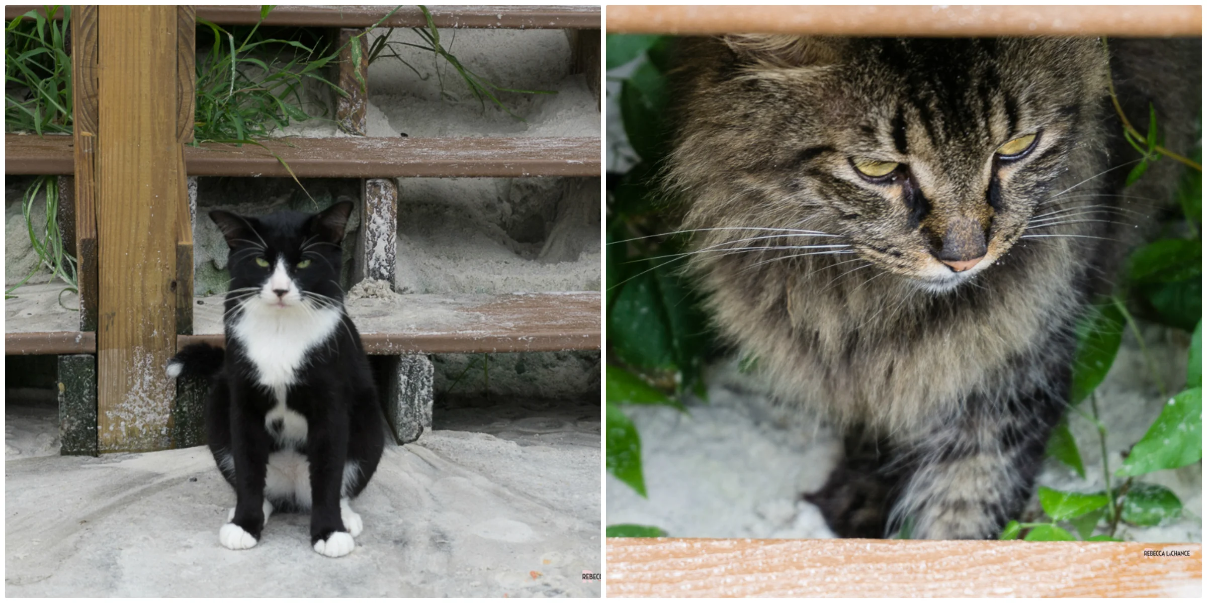 "Beach cats" (c) Rebecca LaChance, 2016, Panama CIty Beach, FL. To the left we have "the guardian of the stairs". Does anyone else hear Gandolf in their head, saying, "You shall not pass!"? To the right we have the invisible cat, as in "you can't see me if I don't look at you." These fur buddies are part of the ambience. The personnel leave food and water out for them and a few others.