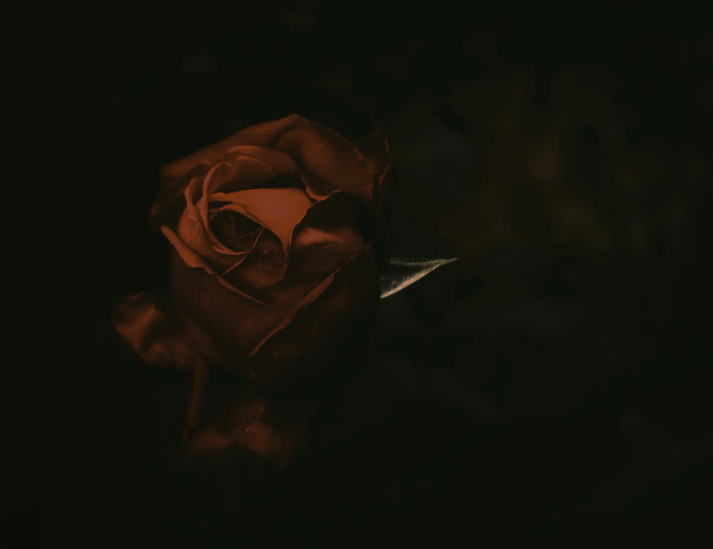 The Trailing Rose (c) Rebecca LaChance, 2016, Thurmont, MD. from the Backyard Series