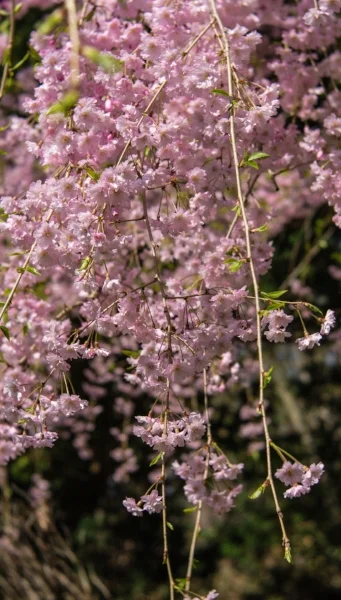 Taking a new lens out for a spin is a sure path to the joy of discovery. Personal projects keep your creative spark firing! One of the things I like about the new Lensbaby Velvet 56 is the "film-like" qualities of the photos. "Pink in the woods" (c) Rebecca LaChance, 2015, Emmitsburg, MD.