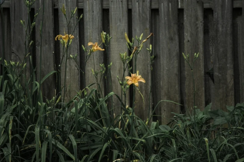 Sometimes the light falls in just the right way to highlight a subject. It looked as if the Universal Spotlight was focused right on this lily. "Abandoned Tigerlily" (c) Rebecca LaChance, 2015, Thurmont, MD