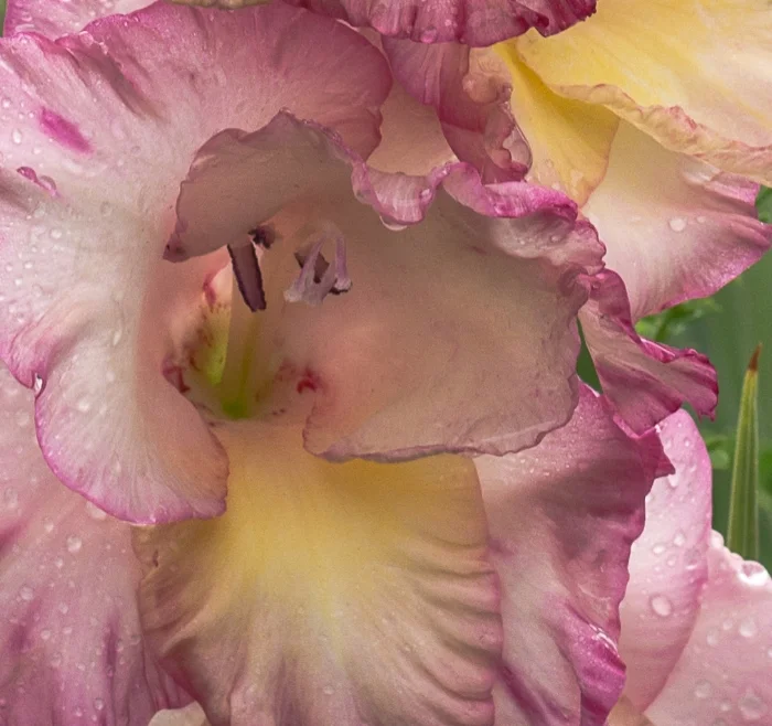 "In the gladiolus" (c)Rebecca LaChance, 2013. Thurmont, MD
