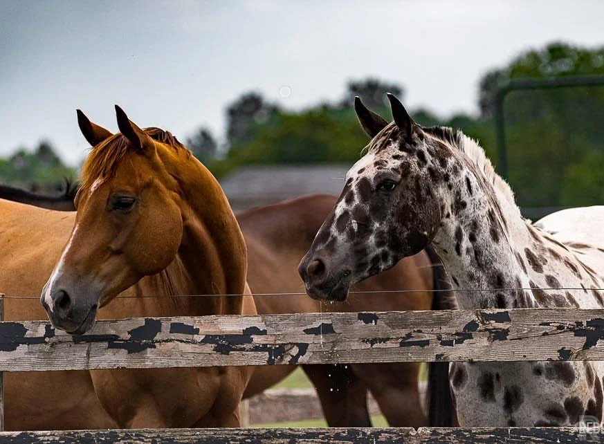 Your portrait purchase helps former working horses find loving forever homes.