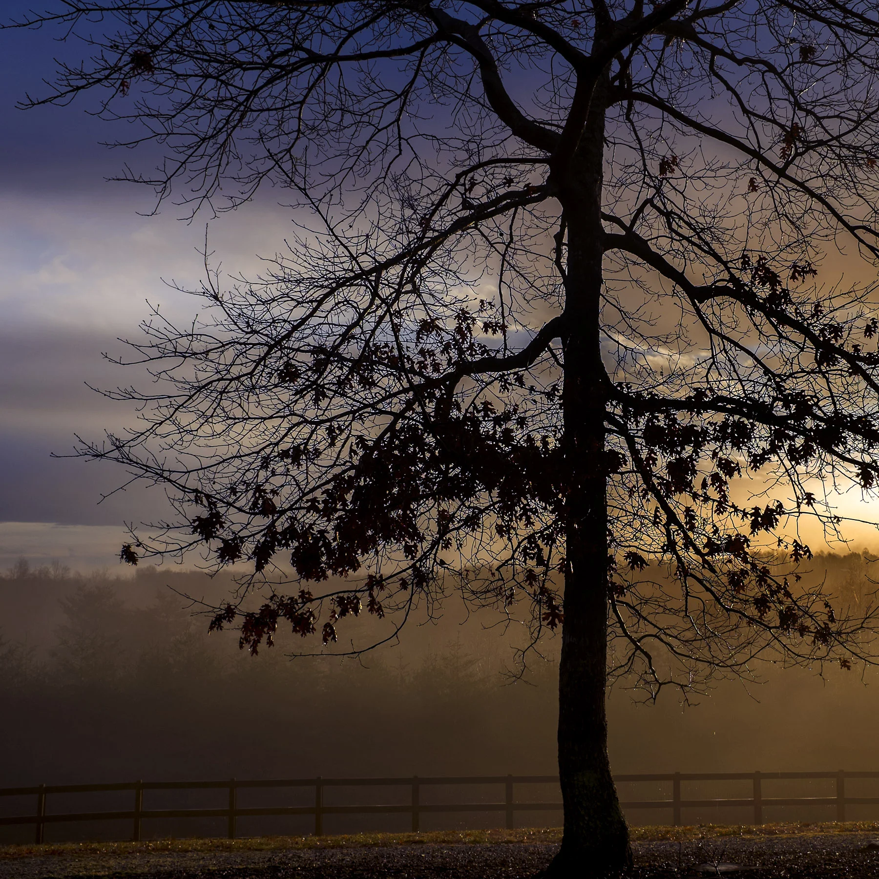 sunriseTree-500K-1549.jpg