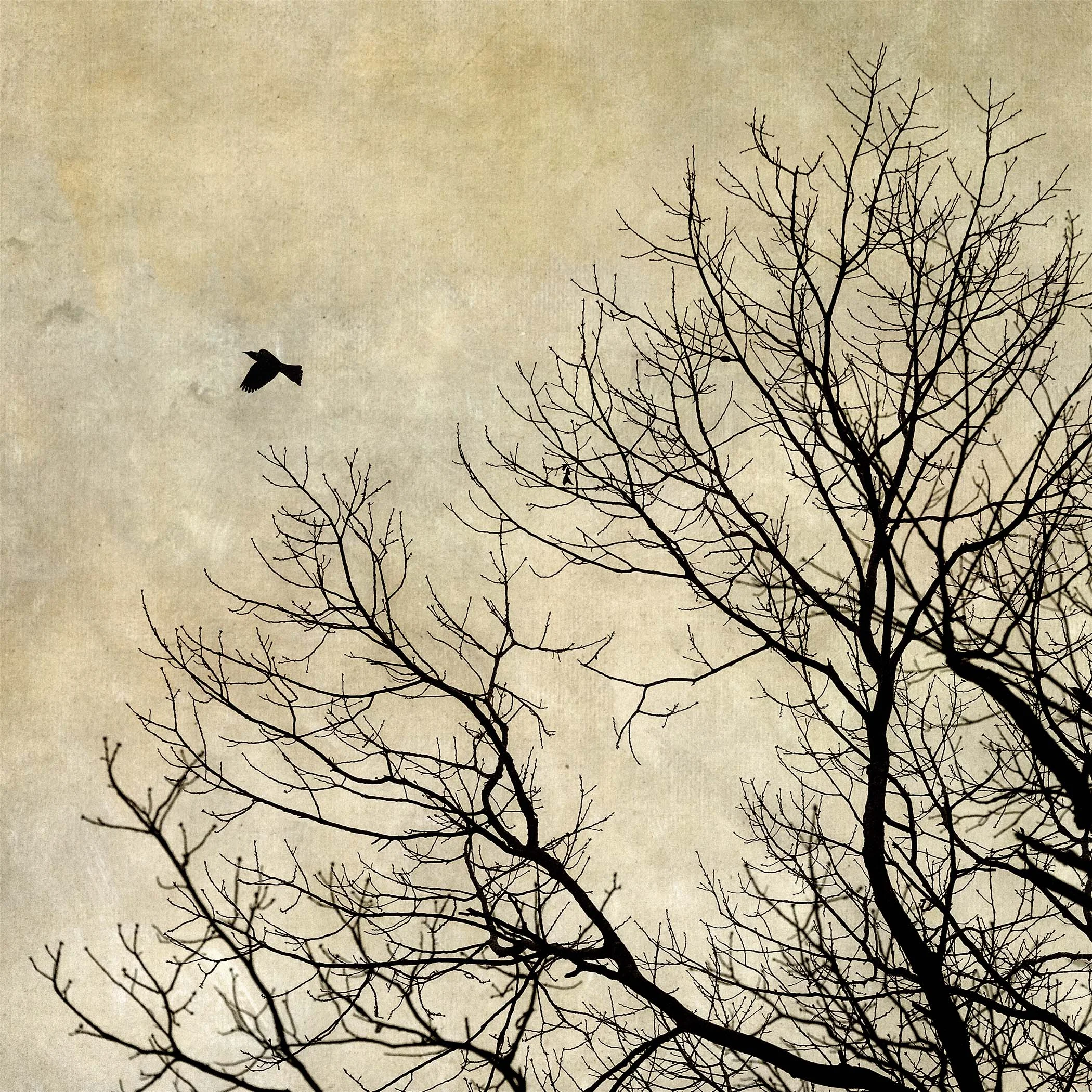 winter birdV2-SQtex-500K_5337.jpg