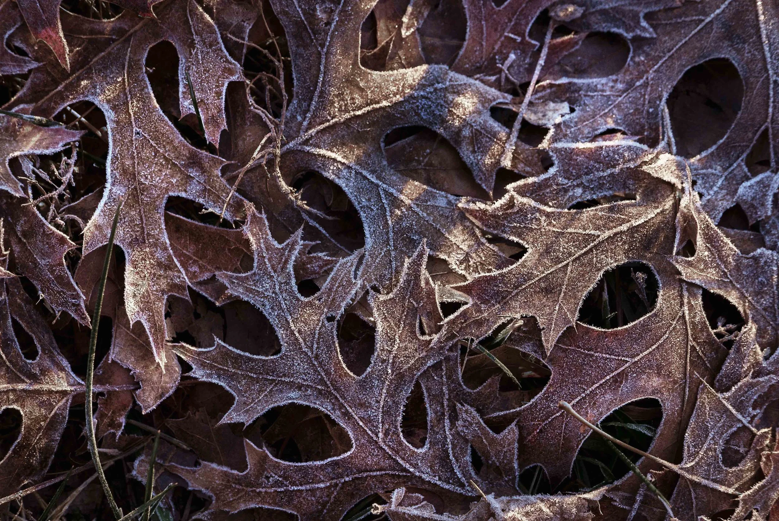 leaffrost2_1010198-500K.jpg