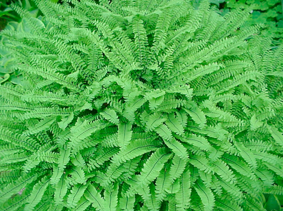 Maindenhair Fern