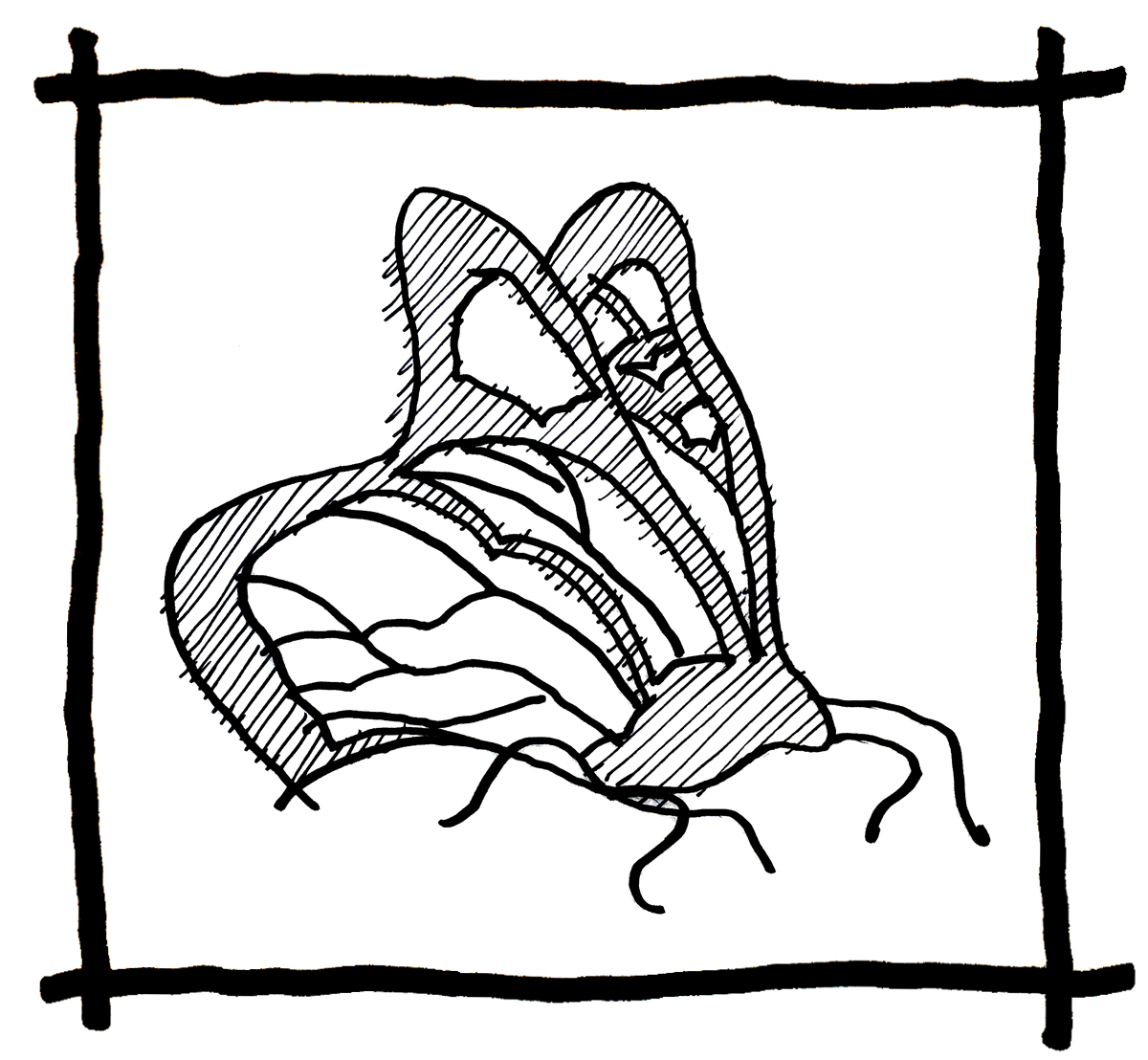 Butterfly Sketch - Steve Ramos