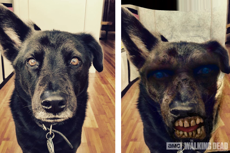 Interesting that my dog's teeth become human teeth once he gets zombified.