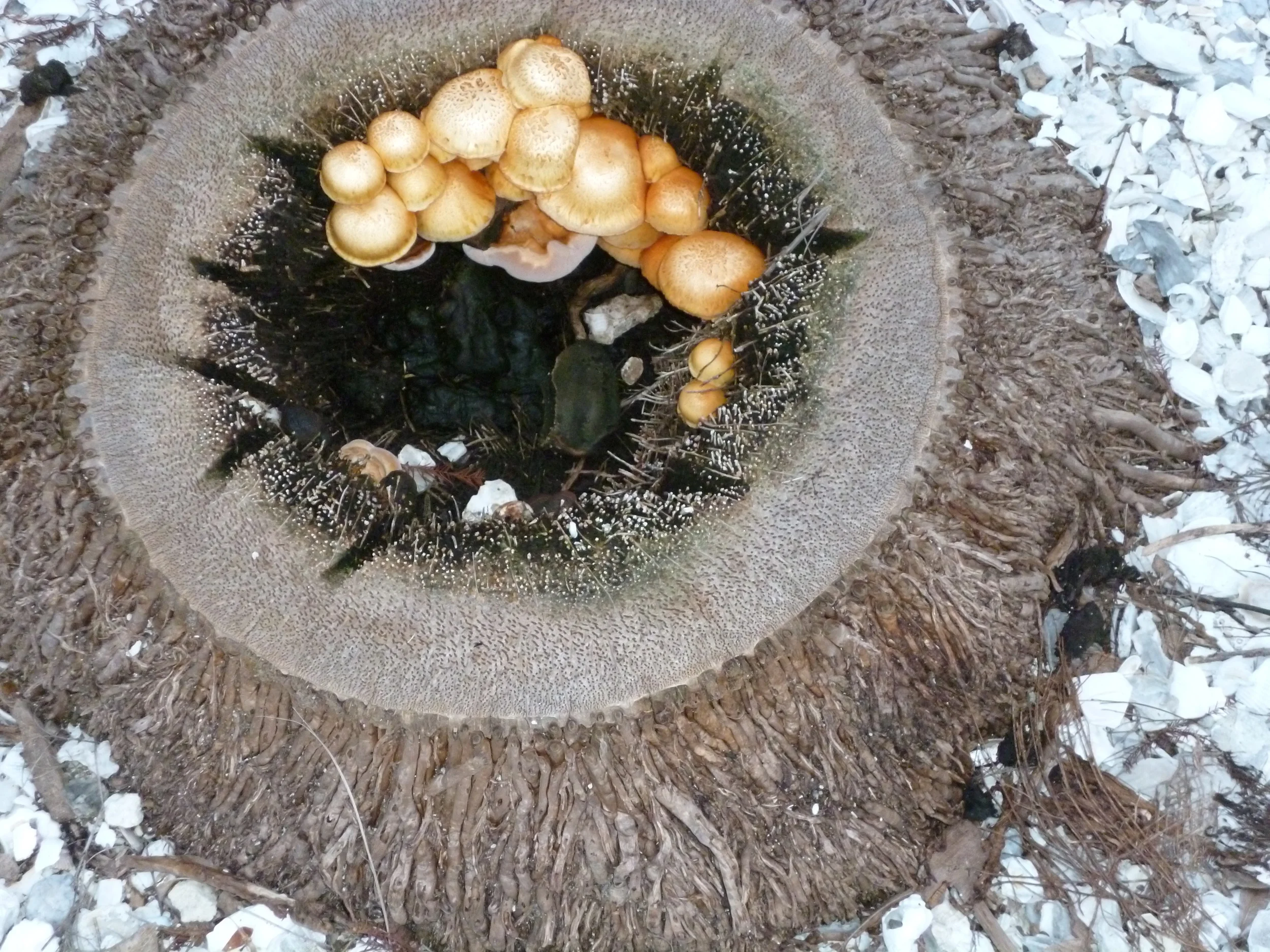 P1020120.JPG