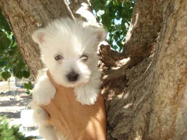 Kara’s Collection: Radioactive Injectables