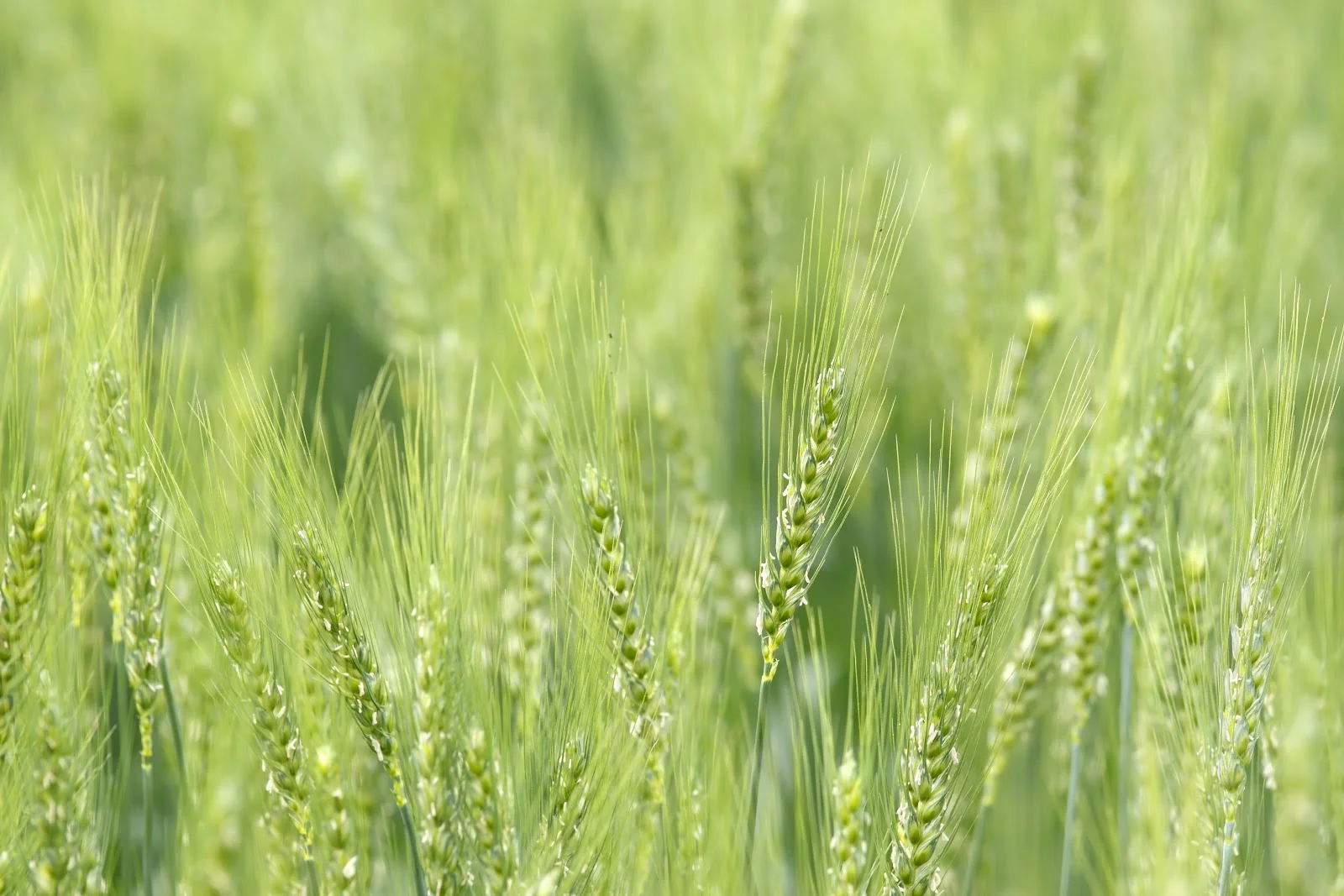 The Lament and Hope of Christmas