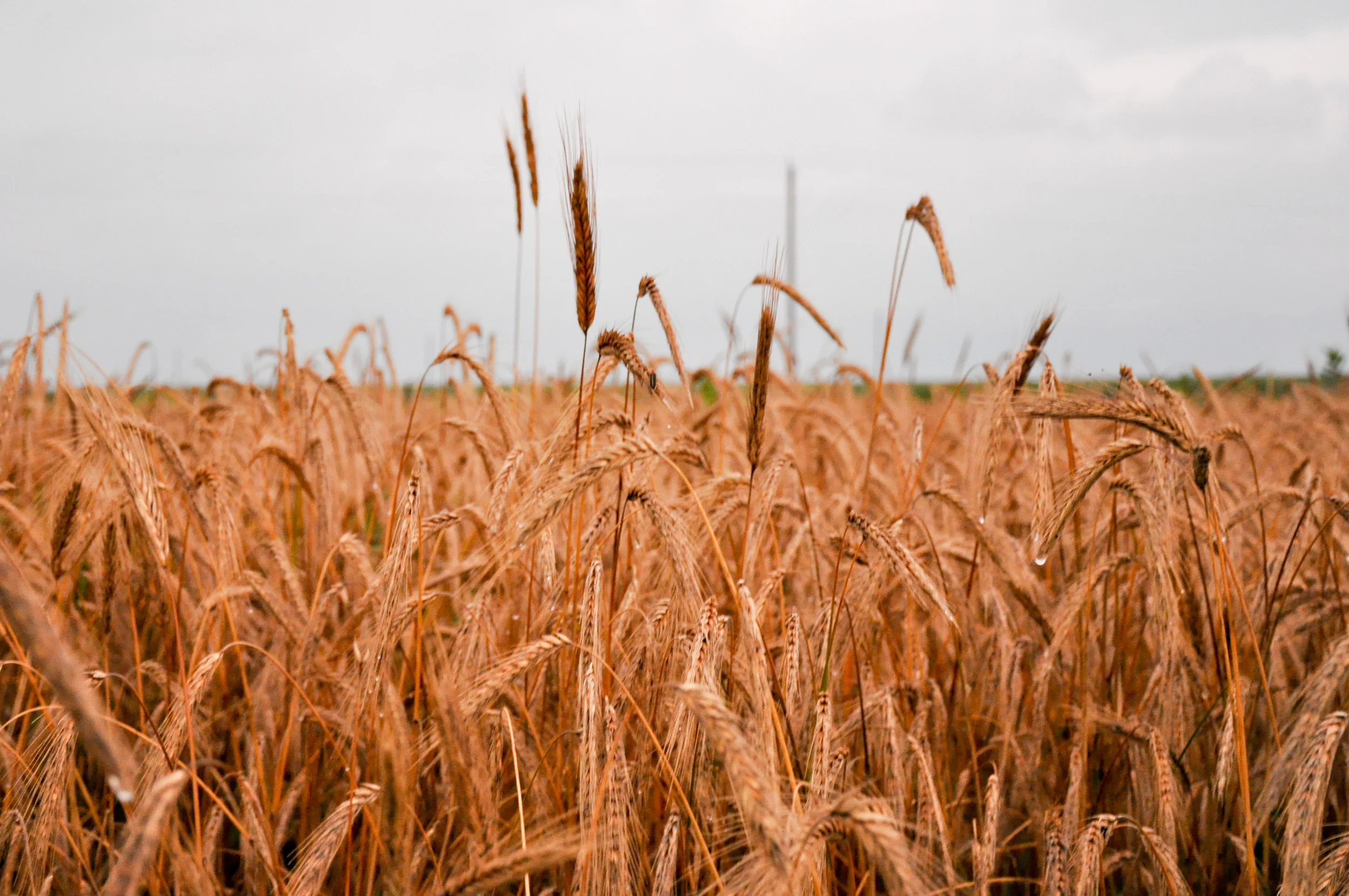 Ancient Grains Might Be the Key to Solving the Gluten Problem