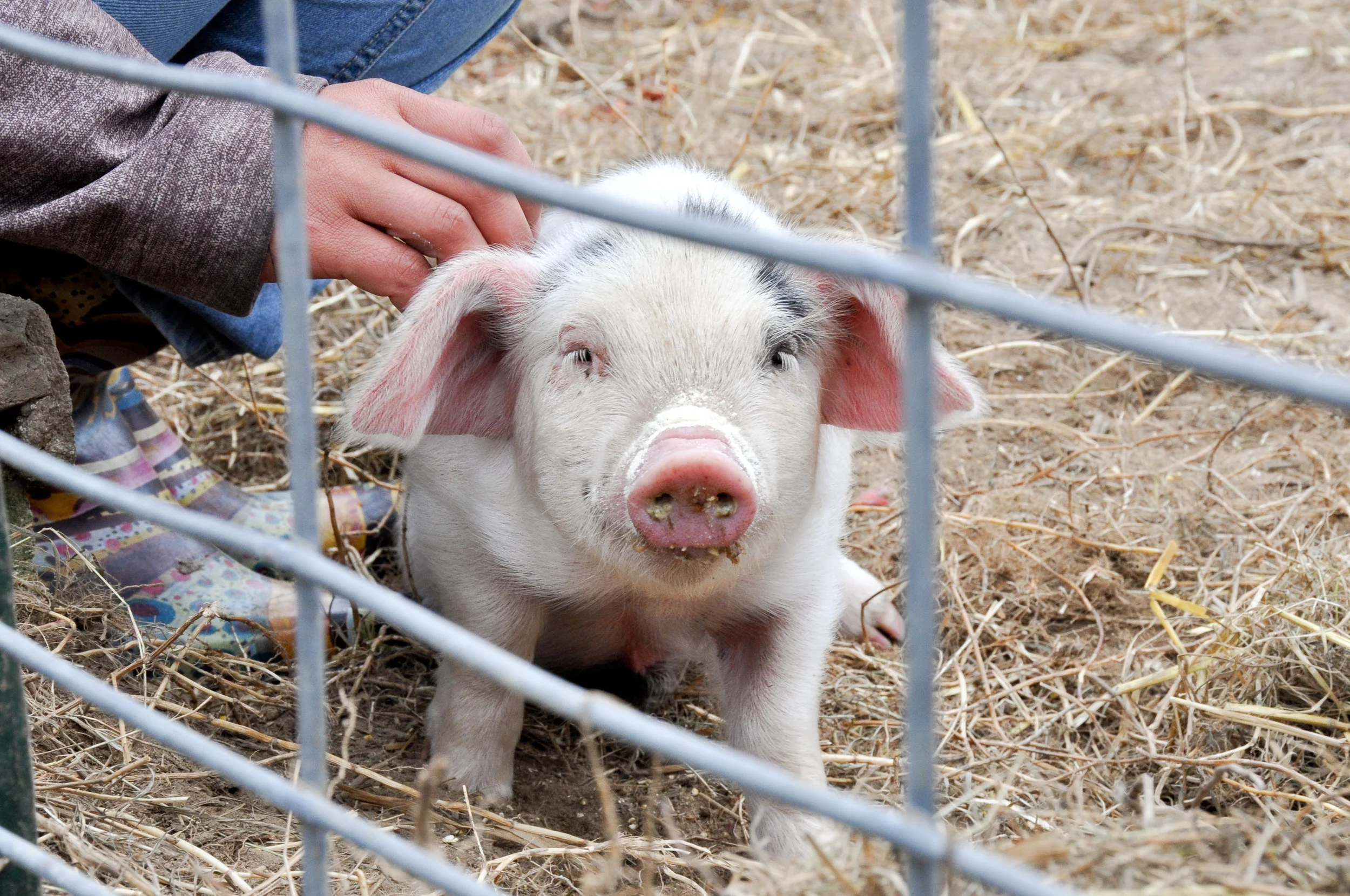 "Orchard Pigs" Return Virtue Cider to its Roots