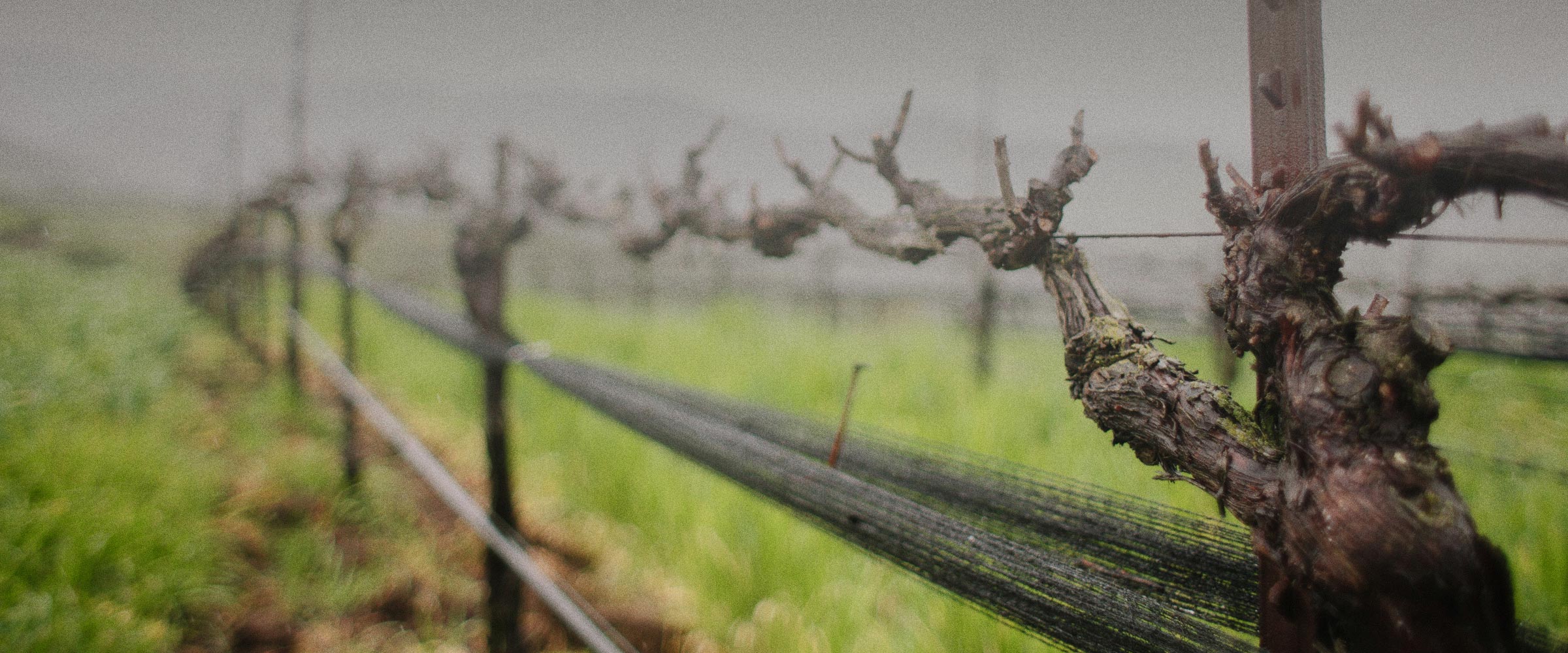 Vineyards-Grain.jpg
