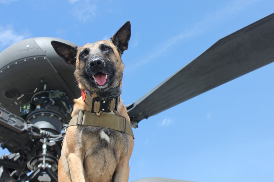 Dakoda- Female Belgian Malinois