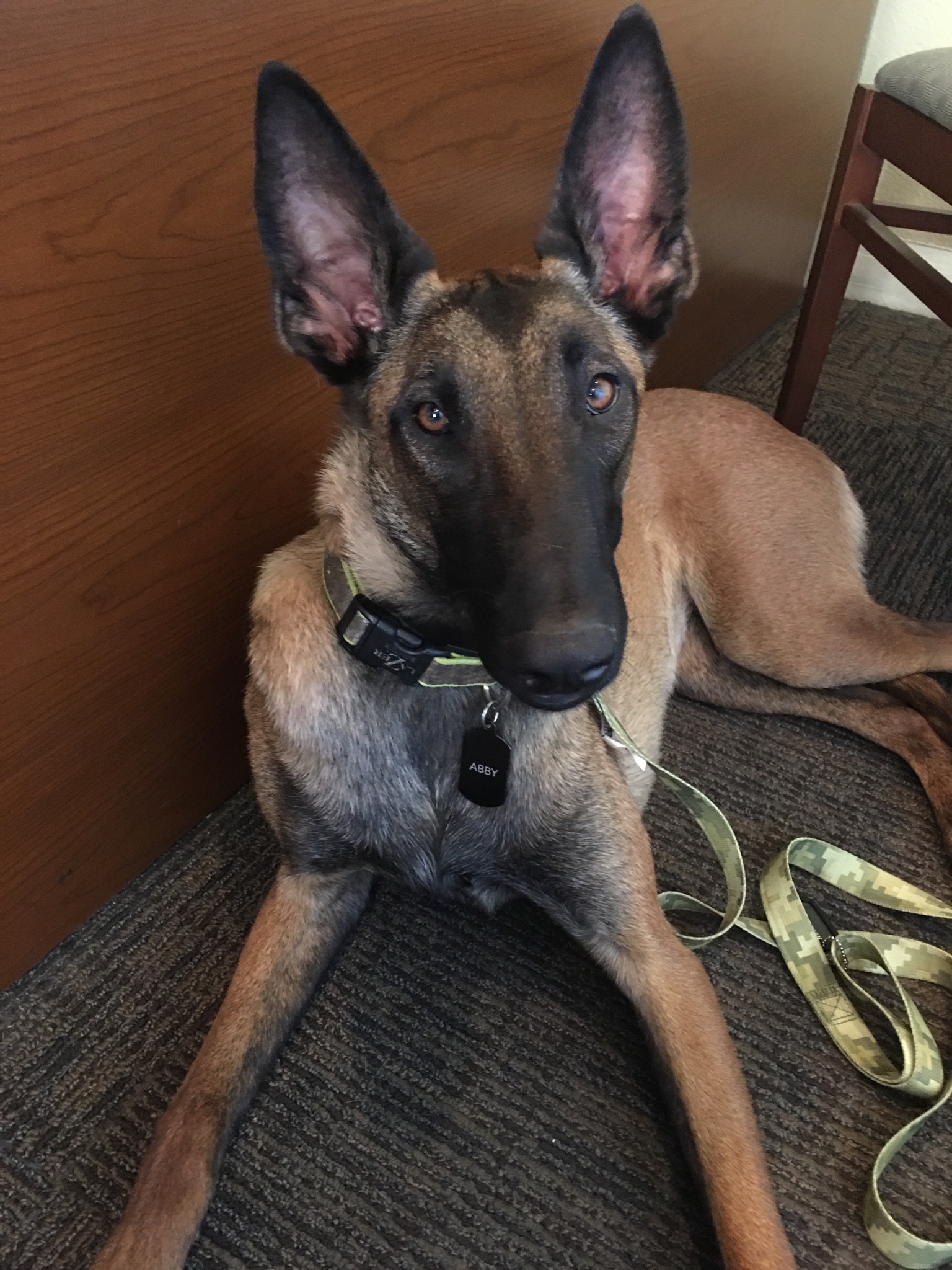 Abby- 1 year old female Belgian Malinois