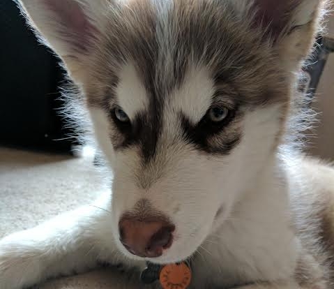 Odin- 13 weeks old