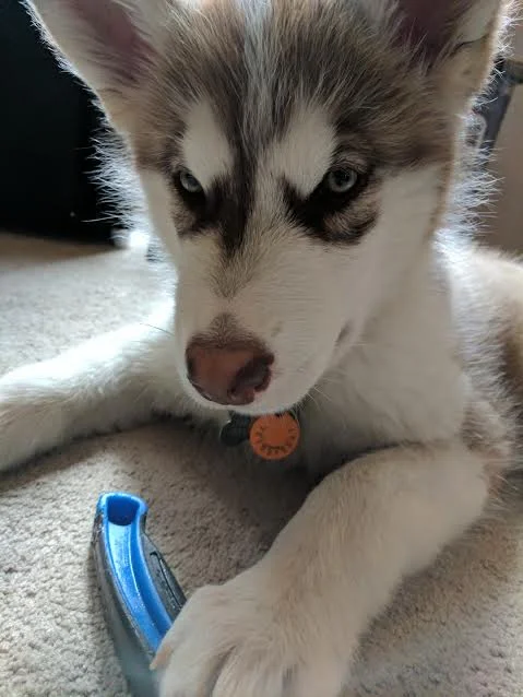 Odin