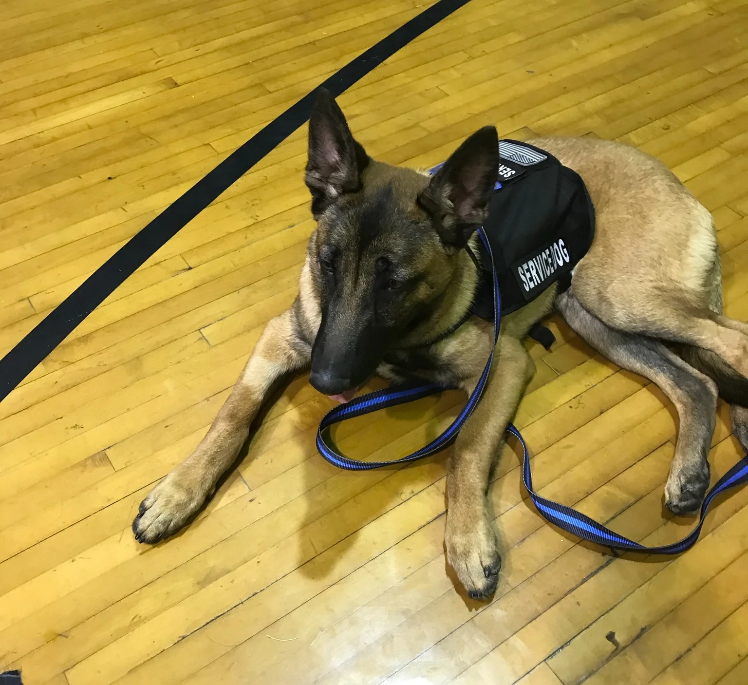 Marshall in training.