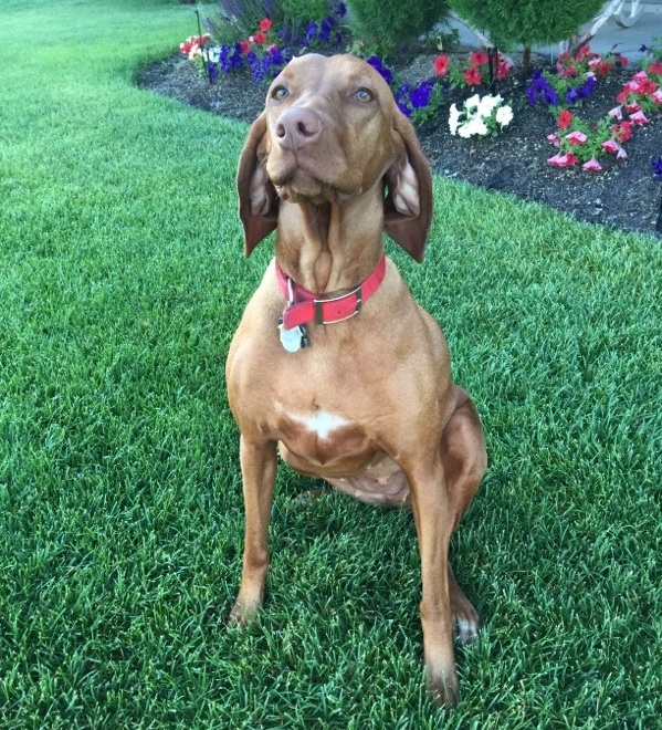 Nutmeg