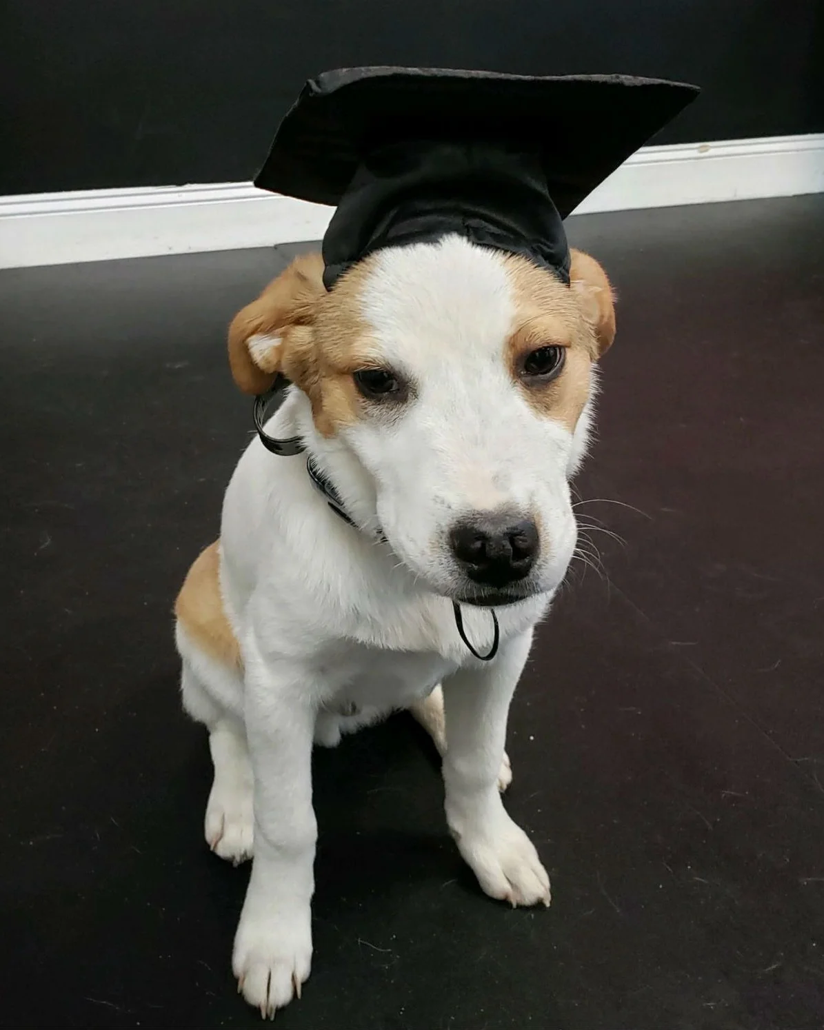 Indy graduates from Puppy School!