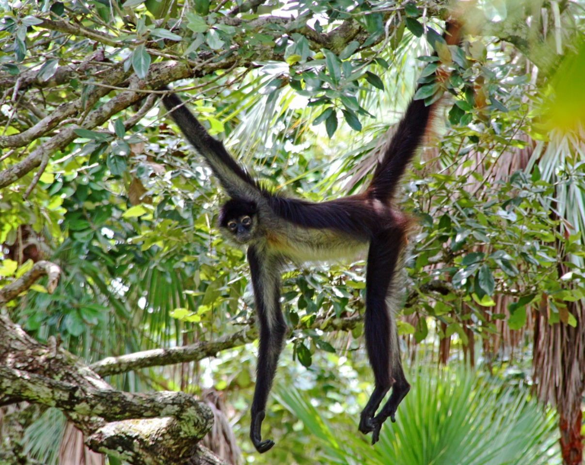 Spider-Monkey.jpg