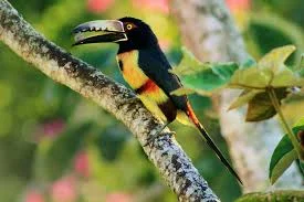 collared_aracari.jpg