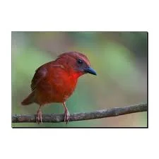 ant_tanager.jpg