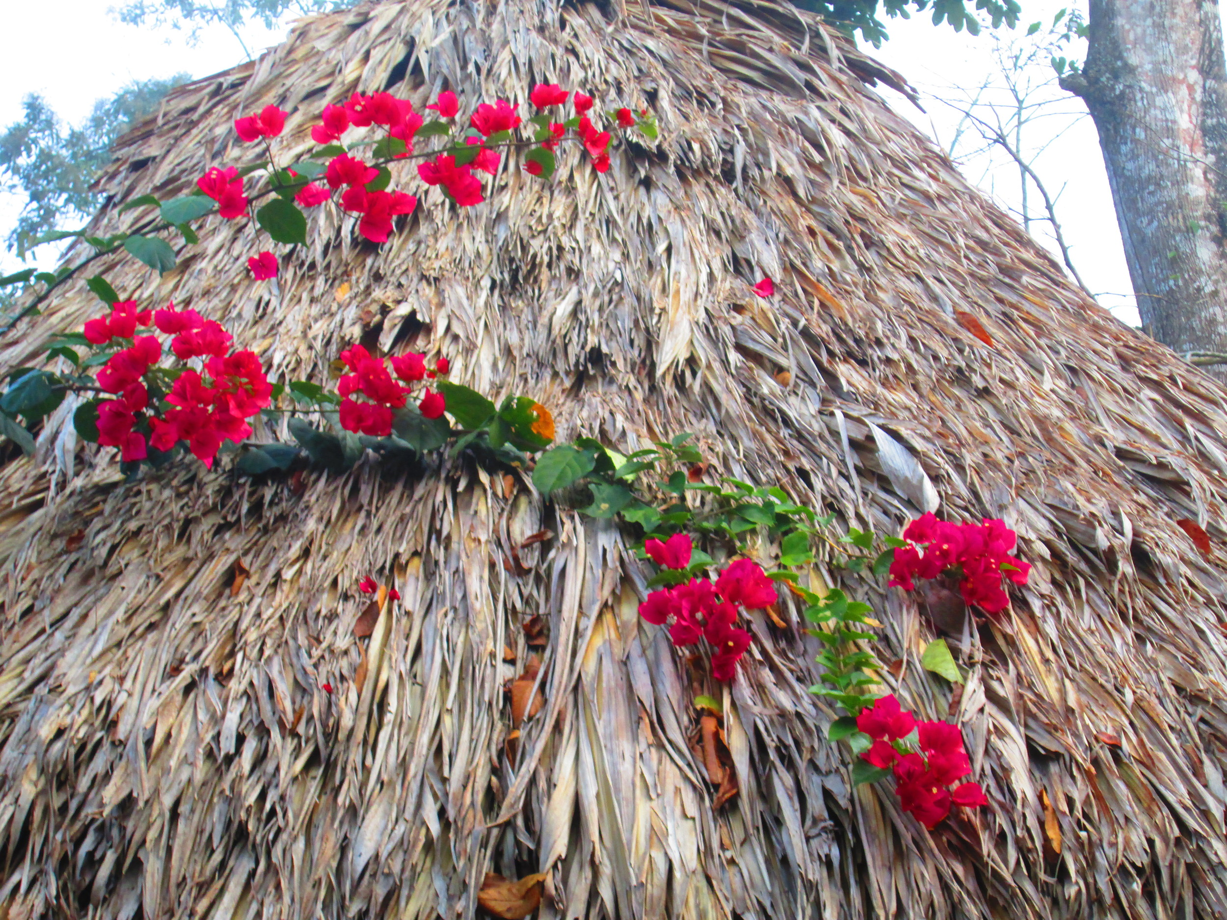 Flowers on Thatch 2.JPG