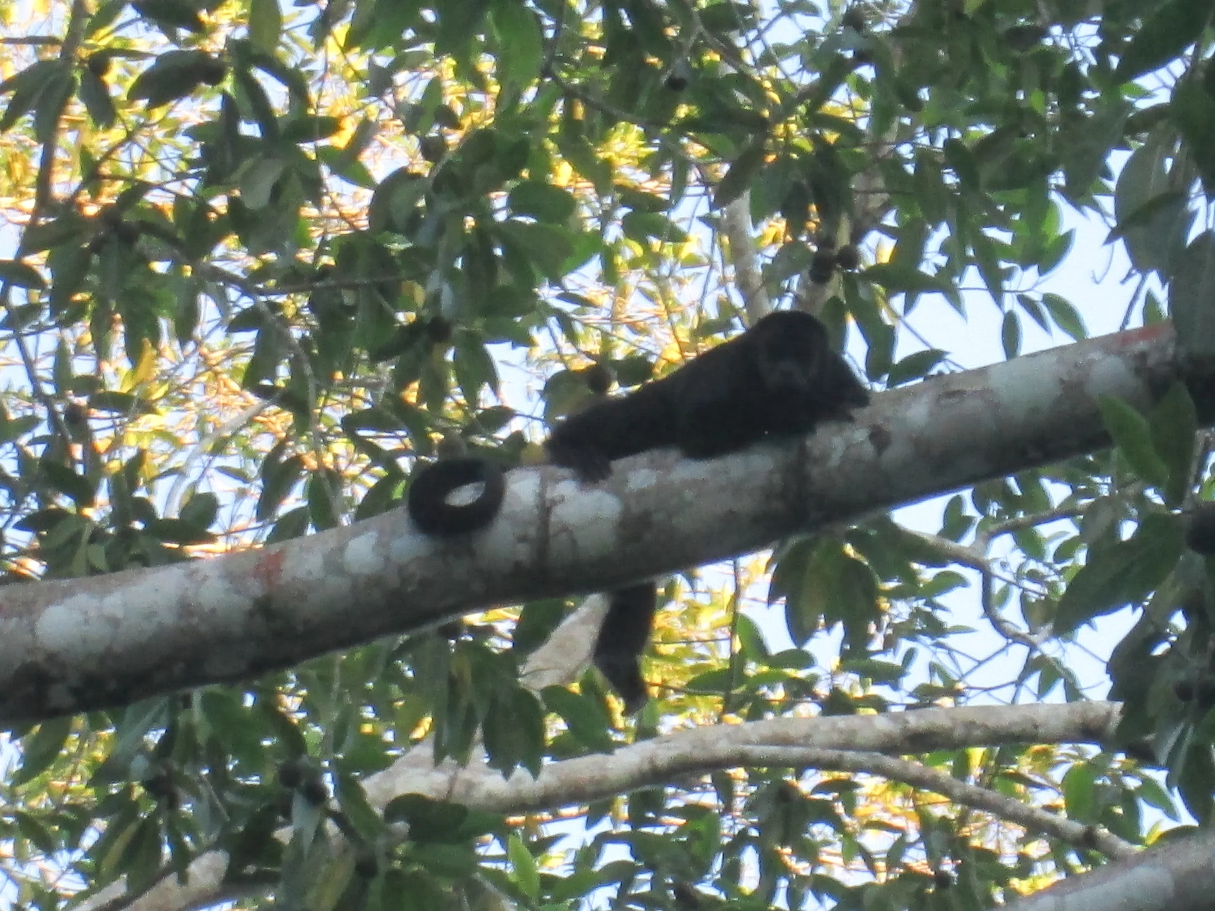 Howler Monkey.JPG