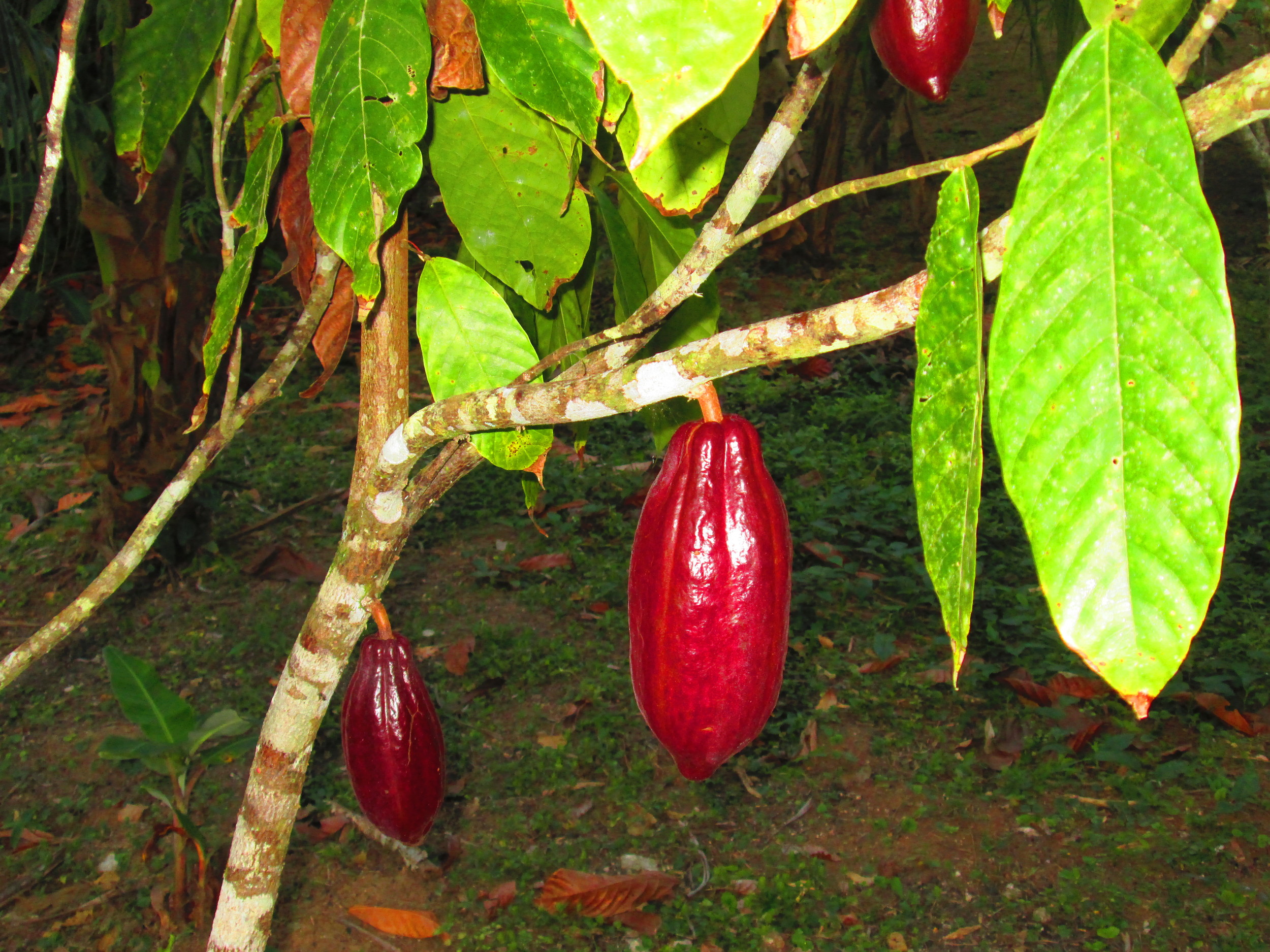 Cacao chocalate plant.JPG