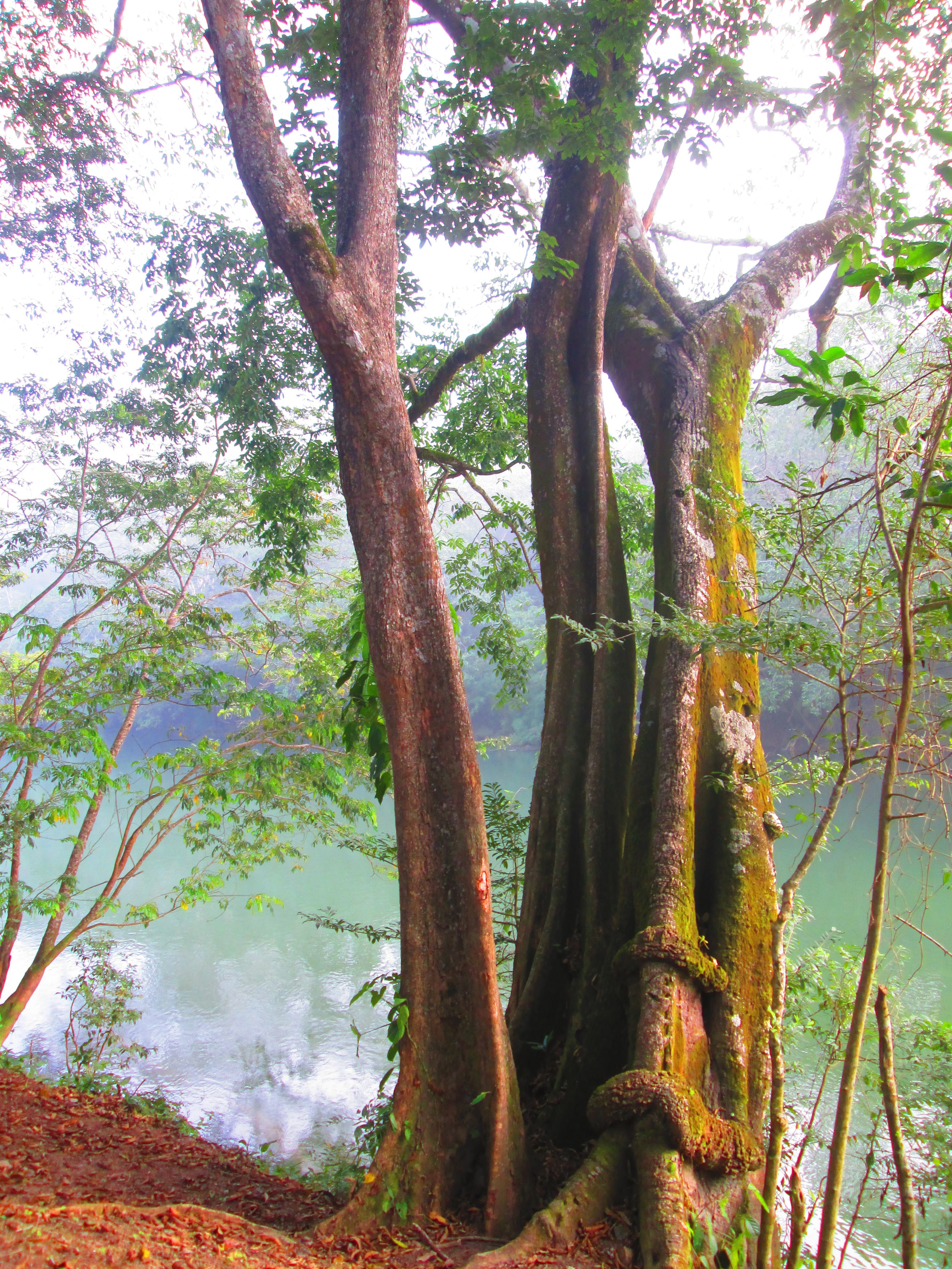Favorite Tree Belize River Bank.JPG