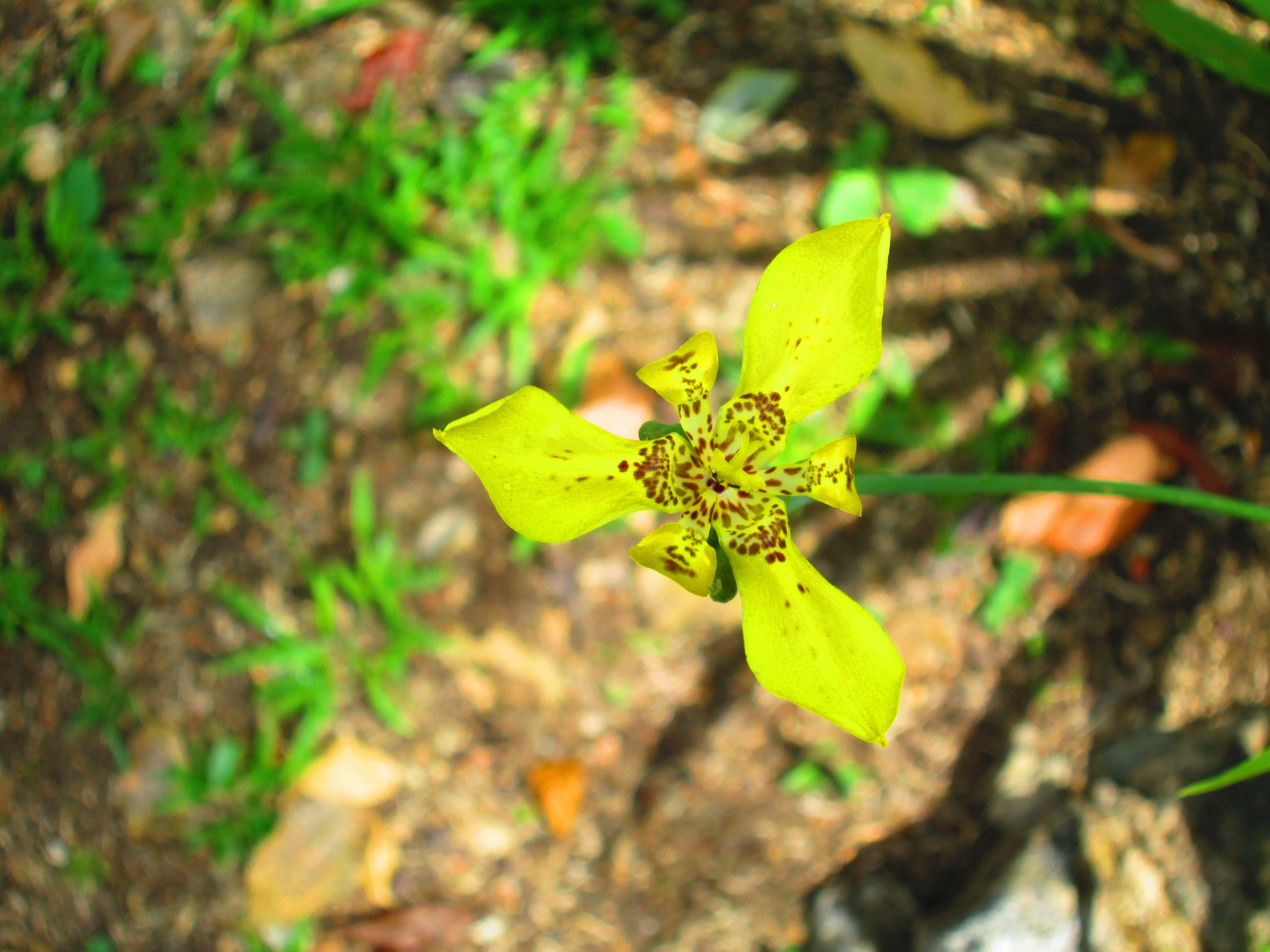 Yellow Orchid.JPG