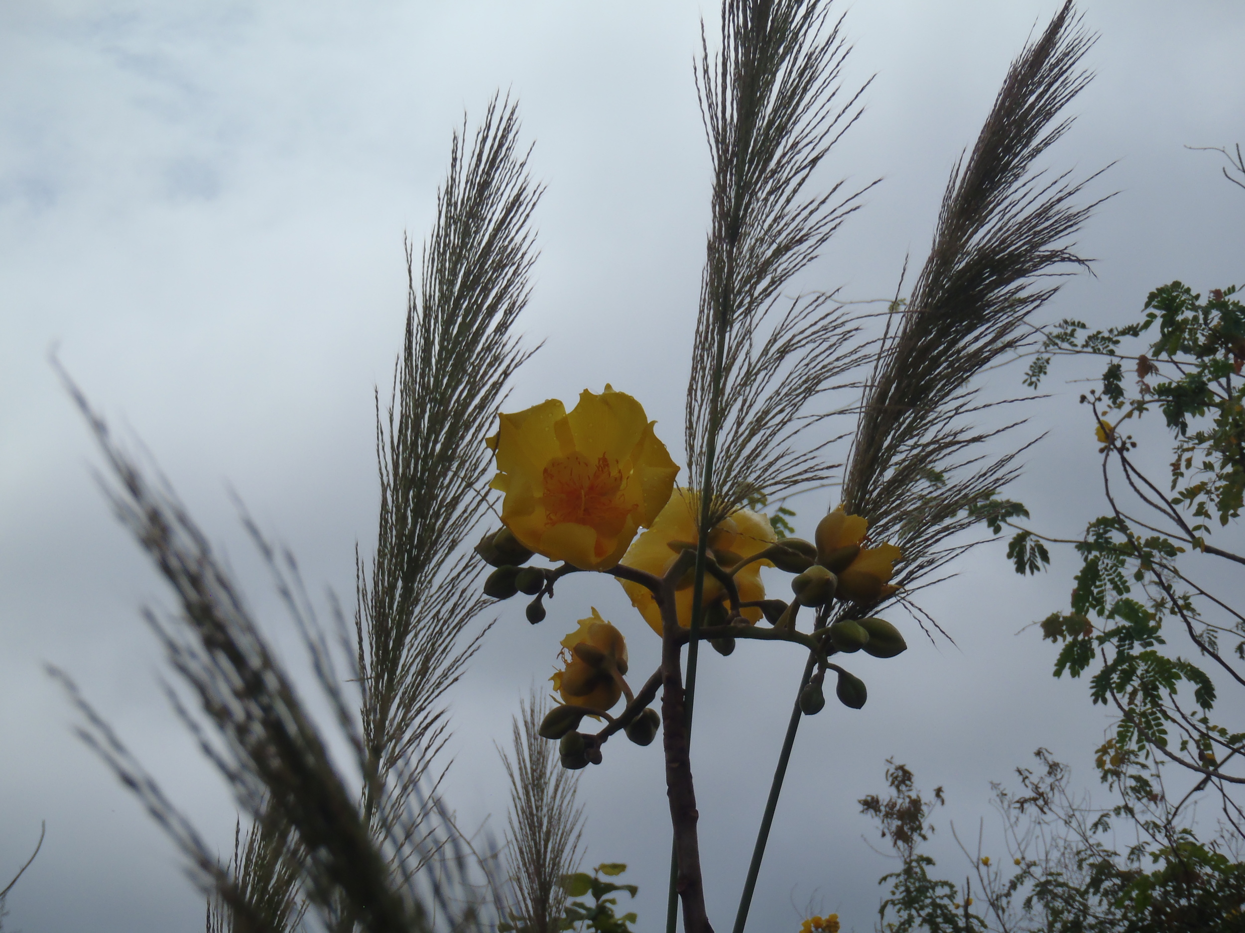 Yellow Flowers Grass.JPG