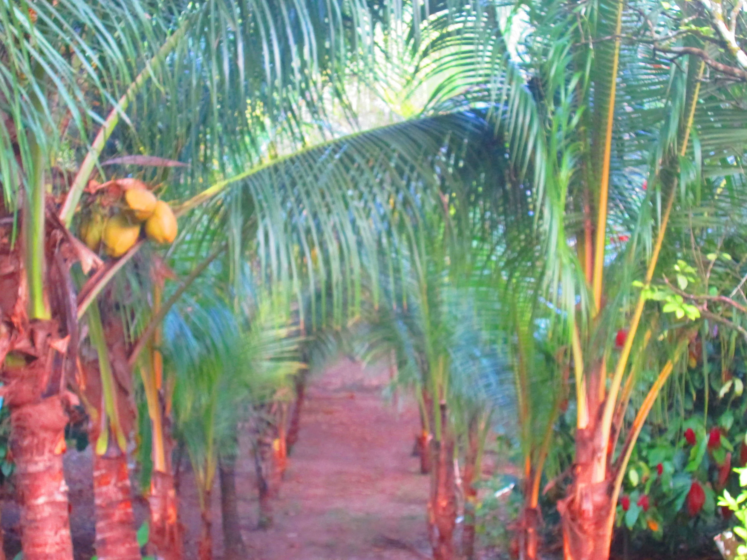 Palm driveway.JPG
