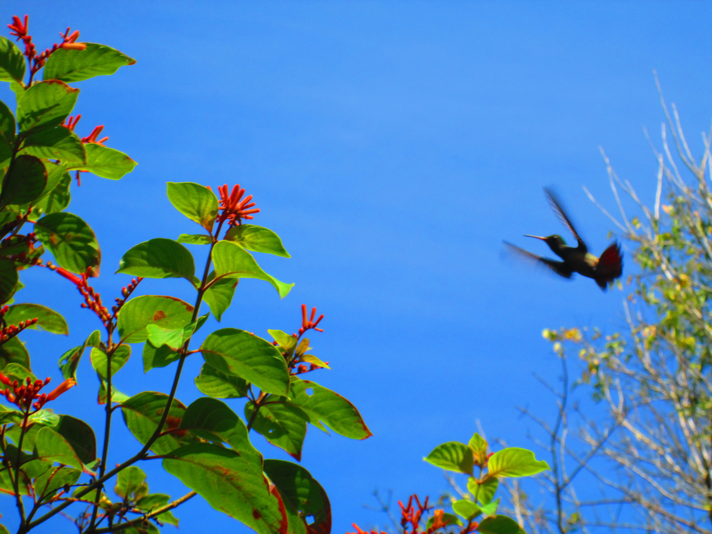 Hummingbird 2.JPG