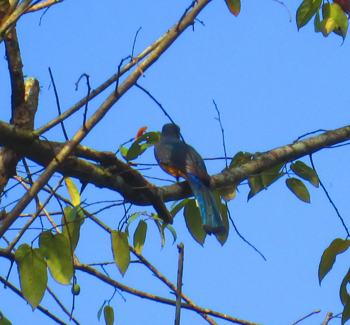 Bird blue tail.JPG