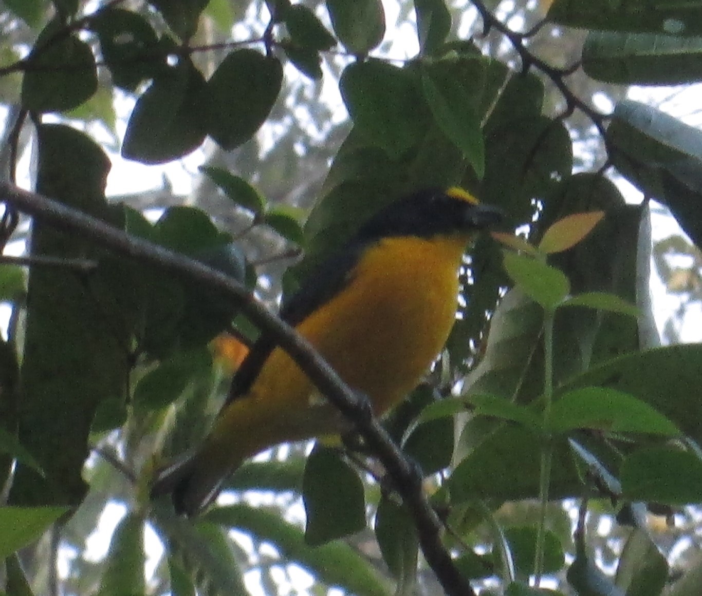 Yellow Bird.JPG